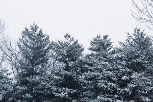 森林 树木 雪 树枝 雪 天空 4k壁纸 3840x2160