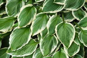树叶 玉竹 植物 绿色 4k壁纸 3840x2160