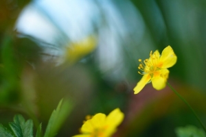 毛茛 花 花瓣 黄色 微距 模糊 4k壁纸 3840x2160