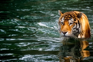 老虎 捕食者 大猫 动物 潮湿 池塘 水 4k壁纸 3840x2160
