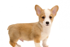 小柯基犬