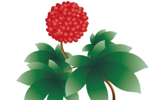 矢量成熟三七花