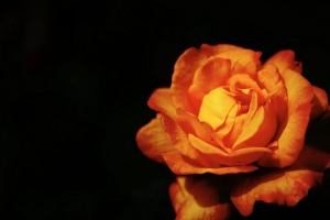 玫瑰 花 花瓣 橙色 4k壁纸 3840x2160