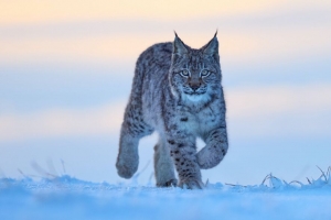 山猫 动物 大猫 雪 野生动物 4k壁纸 3840x2160