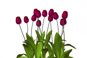 花坛
