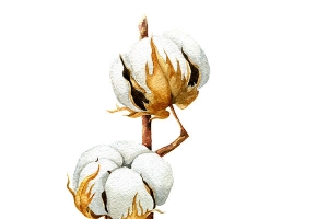 手绘白色棉花树枝