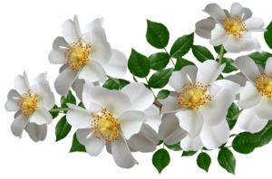 白色栀子花免扣