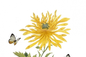 高清手绘菊花背景画