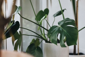  monstera 室内植物 植物 花盆 4k壁纸 3840x2160