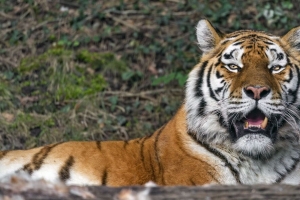 母老虎 大猫 捕食者 獠牙 4k壁纸 3840x2160