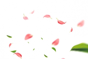 粉色桃花花瓣设计元素