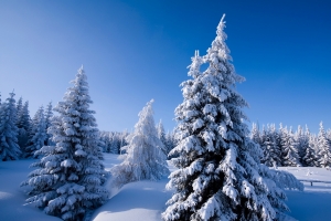 大雪 树 冬天风景 平板壁纸