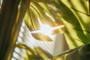 树叶 植物 阳光 火炬 4k壁纸 3840x2160