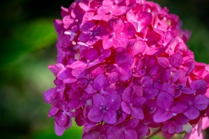 绣球花 花序 花 花瓣 粉红色 4k壁纸 3840x2160