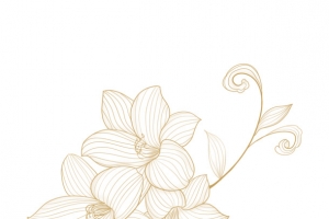 金线描花卉植物