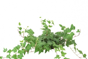 树藤 藤蔓 绿色植物