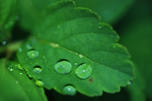 叶子 水滴 露水 自然 绿色 新鲜叶子 特写 植物 4K护眼壁纸