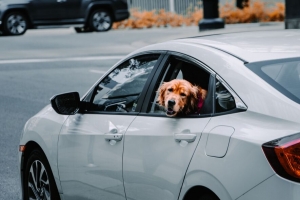 寻回犬 狗 突出的舌头 汽车 4k壁纸 3840x2160