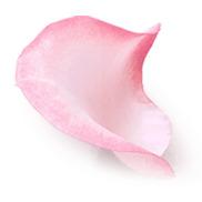 花瓣红色花瓣