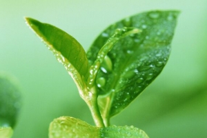 水滴嫩芽图片素材