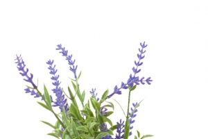 紫色花素材_花瓶免扣