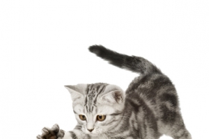 猫抓老鼠