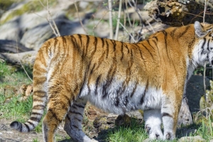老虎 一瞥 动物 捕食者 大猫 4k壁纸 3840x2160