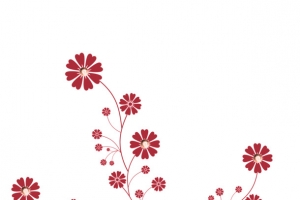 一株红色小菊花