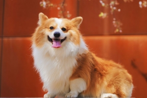 pembroke威尔士柯基犬 威尔士柯基 狗 突出的舌头 红色 白色 满意的 4k壁纸 3840x2160