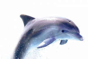 海豚