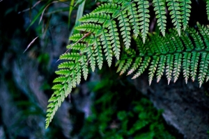 蕨类植物 树枝 宏 树叶 4k壁纸 3840x2160