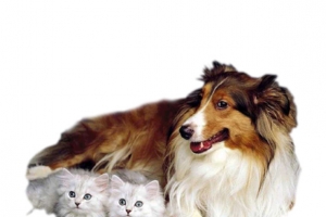 小狗猫咪