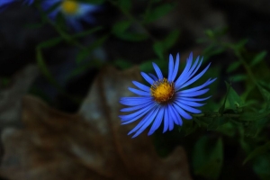 紫苑 花瓣 花 蓝色 宏观 4k壁纸 3840x2160