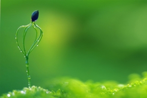春天文艺绿芽朦胧水珠绿banner