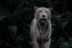 孟加拉虎 老虎 大猫 捕食者 条纹 4k壁纸 3840x2160