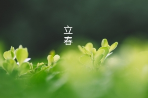 立春 二十四节气立春 树芽 绿色护眼4k壁纸