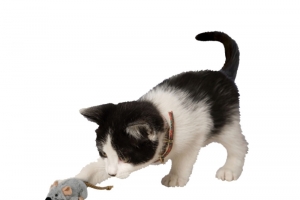 抓老鼠的小猫