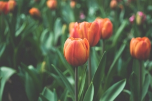 郁金香花4K壁纸