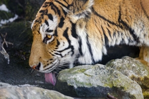 老虎 突出的舌头 捕食者 大猫 动物 流 石头 4k壁纸 3840x2160
