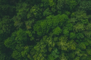 森林 绿色 鸟瞰图 树木 树梢 4k壁纸 3840x2160
