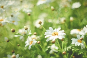 夏菊花4k壁纸