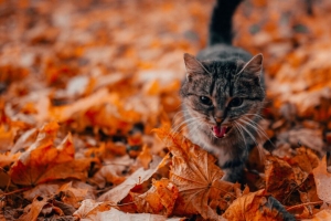 猫 突出的舌头 宠物 树叶 干 4k壁纸 3840x2160