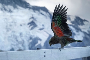  kea 高山鹦鹉 鹦鹉 鸟 摇摆 4k壁纸 3840x2160