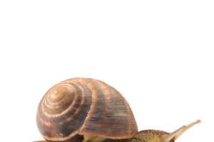 蜗牛