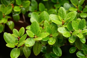  barberry 树叶 微距 水 绿色 4k壁纸 3840x2160