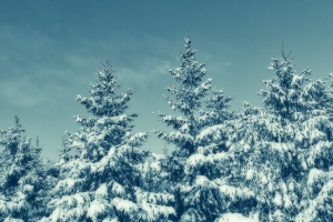 树 雪 冬天 雪 天空 4k壁纸 3840x2160