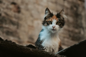 小猫 猫 一瞥 宠物 动物 4k壁纸 3840x2160