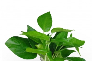 水生植物高清PNG透明图片-动植物设计素材免费下载