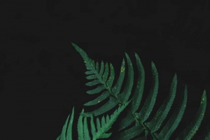 绿色的叶子背景