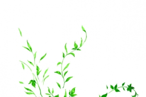 绿色艺术花藤手绘树叶